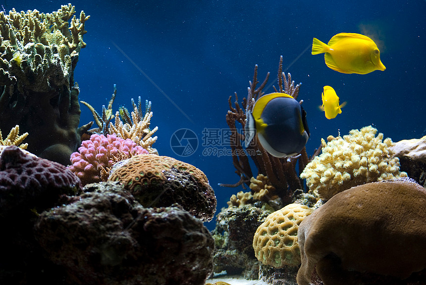 含有鱼类和珊瑚的水族馆浮潜潜水员海洋花园情调荒野呼吸管热带旅行气泡图片