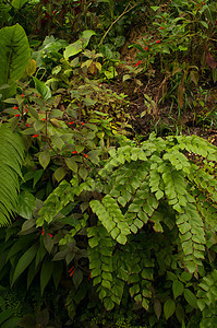 丛林植物学雨林花朵环境生长蕨类叶子湿度花园植物群图片