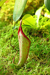 Pitcher工厂陷阱花园情调捕手昆虫植物学杯子异国丛林叶子图片