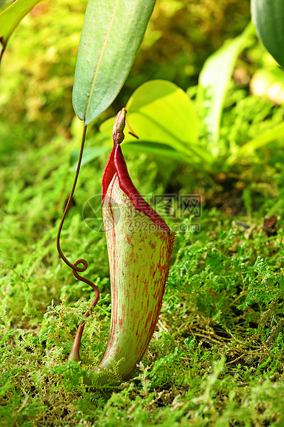 Pitcher工厂陷阱花园情调捕手昆虫植物学杯子异国丛林叶子图片