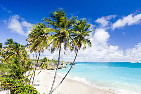 底湾 巴巴多斯 加勒比海位置底湾植物学世界海湾海滩图片