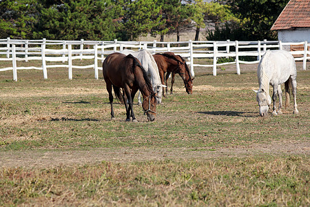 畜牧农场现场的马群背景