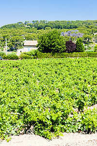 法国普罗旺斯Bandol附近的葡萄园乡村生长农村植被世界位置外观种植种植者植物图片