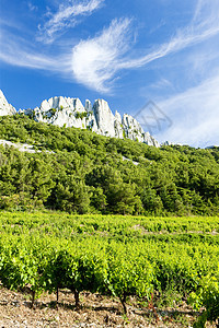 法国普罗旺斯Du Cayron上校Gigondas附近的葡萄园国家风景植物种植葡萄种植者农村植被作物农业图片