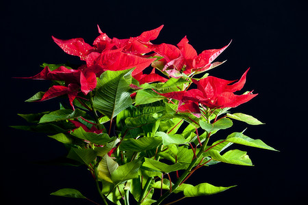 波因塞塔语Name静物内饰装饰花朵红色传统植物群绿色植物动机图片