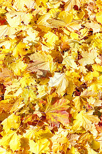 秋季假期叶子黄色植物植物群外观植被背景背景图片