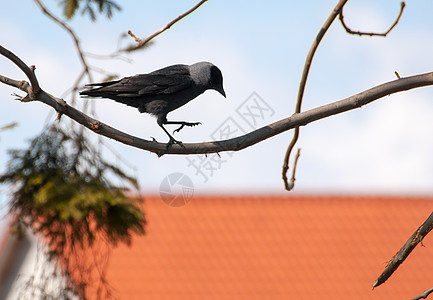 头目自由野生动物彩叶羽毛荒野乌鸦黑色动物翅膀飞行图片