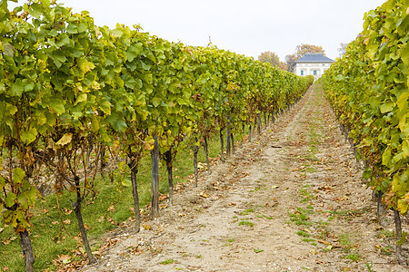 霍赫海姆Hohheim 德国里英豪栽培外观时候世界种植国家季节农业位置酒业图片