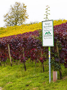 德国赫森约翰尼斯堡宫附近的葡萄园季节生产葡萄世界植物时候作物农业位置种植图片