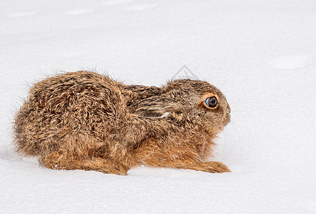 兔子兔哺乳动物天兔野兔棕色动物野生动物毛皮白色背景图片