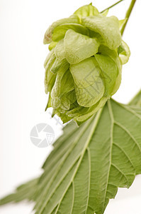白色背景的花锥和叶子药品登山者植物啤酒厂啤酒啤酒花生产食物雌激素树叶图片