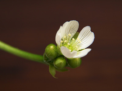 刺绣 白花湄潭翠芽高清图片