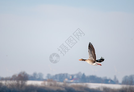 鹅观鸟荒野灰滞白色动物航班野生动物动物群水禽背景图片