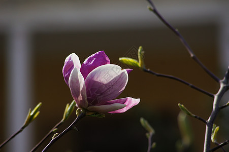 马木兰花花脆弱性花瓣植物晴天白色季节天空阳光美丽粉色图片