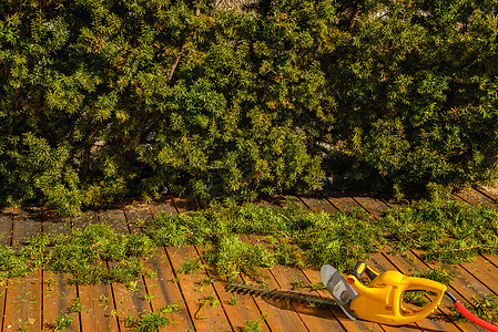 守着对冲阳光修剪太阳机器园艺树木工具树篱修剪机工作图片