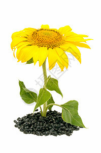 向日葵黄色蔬菜太阳食物季节种子农业管道植物树叶图片