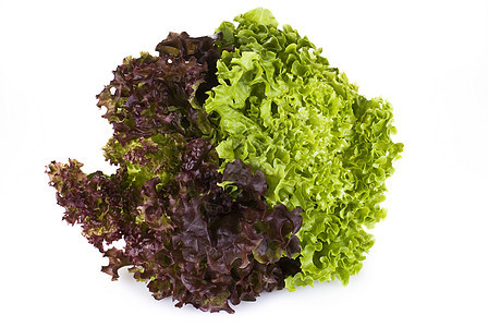 新鲜生菜草本植物食物植物活力沙拉叶子养分蔬菜绿色美食图片