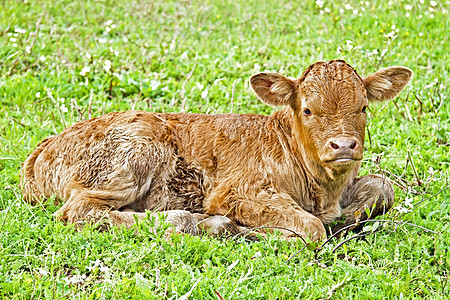 春天在草原上新出生的幼牛新生儿草地牧场小牛动物绿色乡村场地哺乳动物奶牛图片