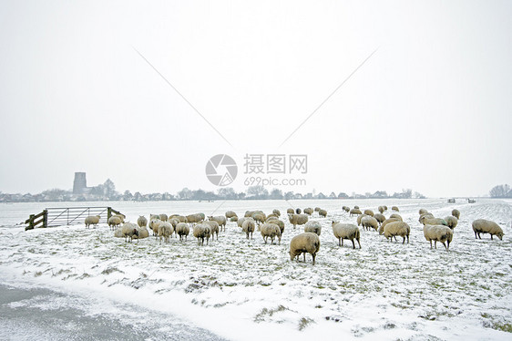 冬季荷兰农村的牧羊人 来自荷兰动物哺乳动物草地农场场地季节图片