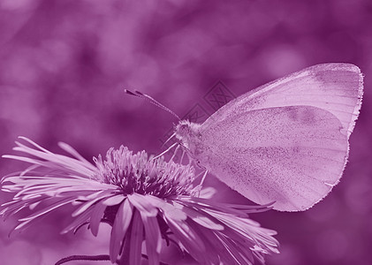 花上蝴蝶植物群紫色动物群菊花昆虫粉蝶宏观图片