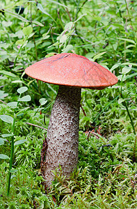 亚氨基汞红帽菌类食物生长荔枝橙子香菜宏观季节蔬菜图片