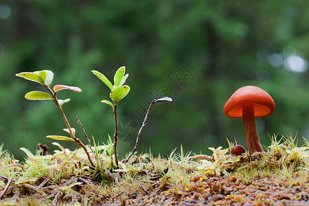 普通的鲁斯特吉尔叶子橙子公园蔬菜菌类植物动物群食物蘑菇生长图片