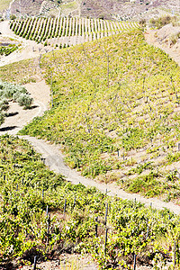 葡萄牙杜罗谷的葡萄树世界遗产栽培国家植物群旅行农村位置酒业外观植物图片