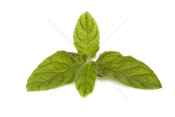 新鲜薄膜草本植物食物柠檬植物香脂绿色芳香草本呼吸薄荷图片