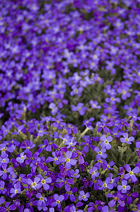 许多紫罗花图片