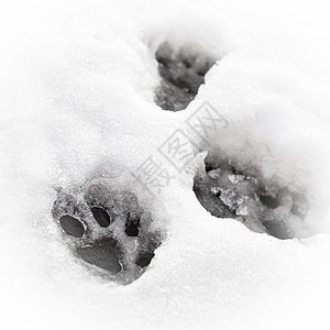 Paw 打印纸荒野天气粉末冷冻风暴猎人爪子脚趾跑步树叶图片