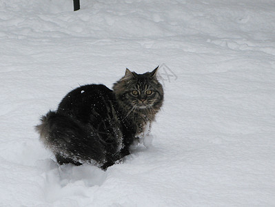 在雪中玩耍时 长长长长头发的小猫毛皮虎斑背景图片