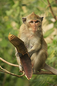 长尾的吃树籽的黑猕猴图片