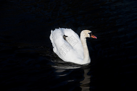 白天鹅白色翅膀反射荒野游泳动物黑色池塘野生动物羽毛图片