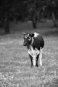 奶牛家牛农业牛肉园景晴天黑色白色文化绿色场地图片