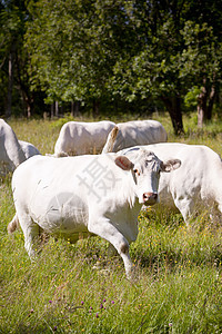 白牛晴天动物黑色家牛场地白色绿色农业文化牛肉图片