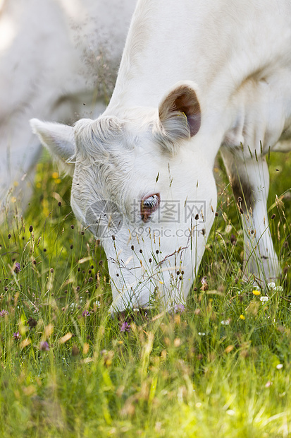 白牛农场农业家牛动物牛肉晴天绿色园景场地白色图片