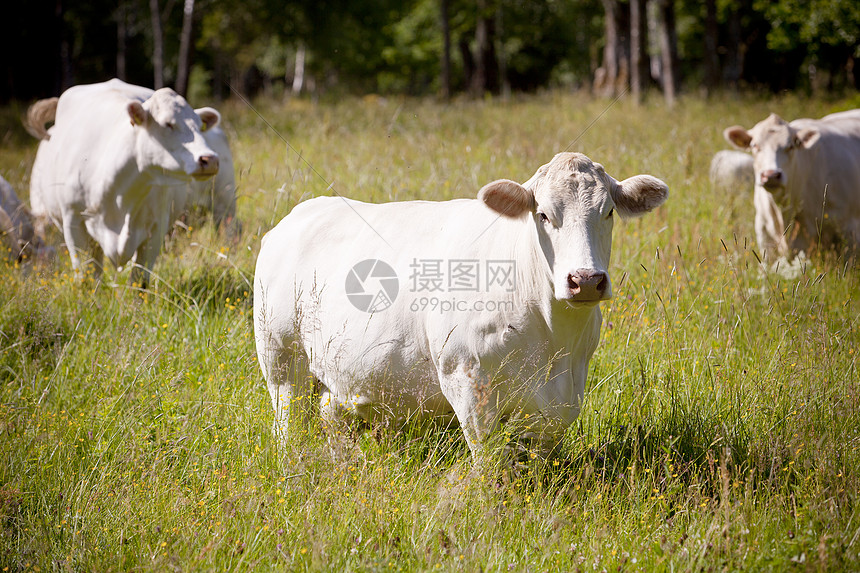 白牛农业绿色动物牛肉园景晴天场地农场家牛黑色图片