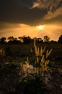 晚上的狐尾草杂草内衬日落太阳季节狐尾花园图片