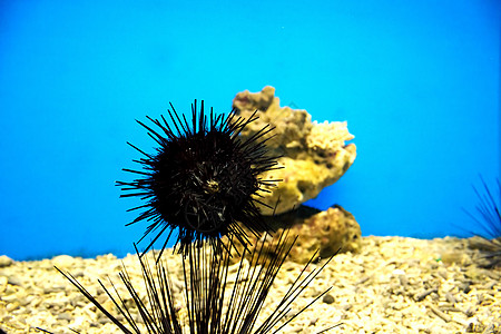 水族馆中的海胆风格珊瑚碳酸盐化石装饰宏观纹饰环境潜水矿物图片