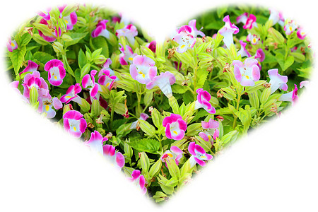 在阳光下的花朵下花瓣天空美丽妈妈花园粉色红色绿色晴天叶子图片