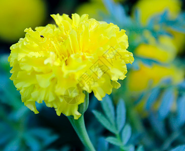 紧贴黄花叶子植物墙纸热情植物学花园花瓣植物群热带念日图片