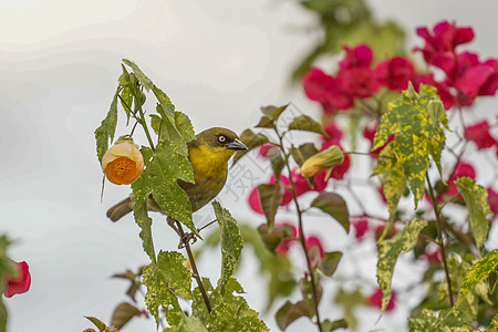 树上的黄色罗宾自然野生动物鸟类枝条胸部树叶图片