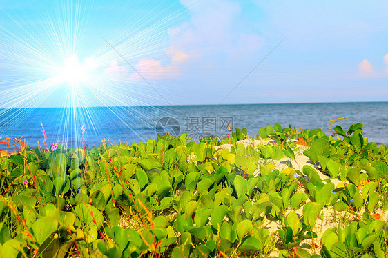 中华沙滩海岸线棕榈岩石旅行热带海滩异国椰子晴天海洋图片