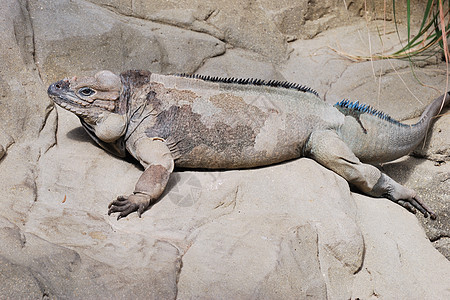 岩石上的蜥蜴爬虫爪子棕色休息背景图片