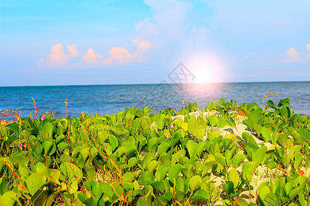 中华沙滩石头椰子情调蓝色血管海岸线海景冲浪热带游艇图片