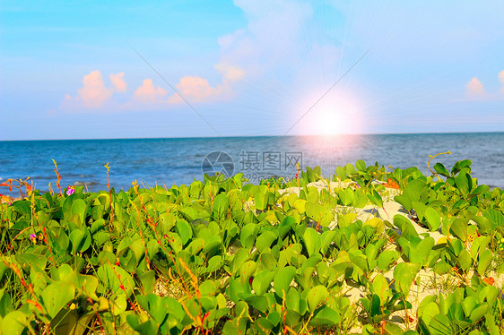 中华沙滩石头椰子情调蓝色血管海岸线海景冲浪热带游艇图片