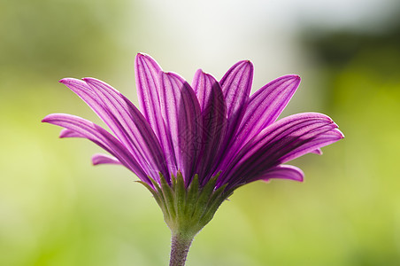 紫菊花花花粉植物群花束花朵花头季节场地花园紫色公园图片