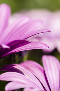 紫菊花花花店花瓣花园花坛花束花头植物学植物群宏观紫色图片