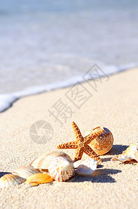 海星在海滩上风景旅行天堂海浪阳光异国天空海岸假期旅游图片