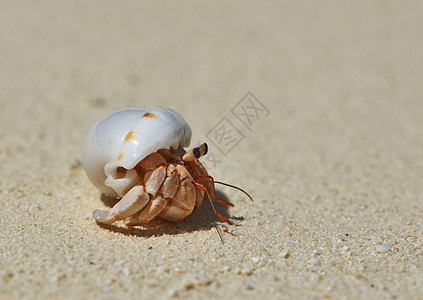 在海滩上 爱尔米特螃蟹海岸线荒野白色海洋甲壳贝类热带旅行动物风景图片